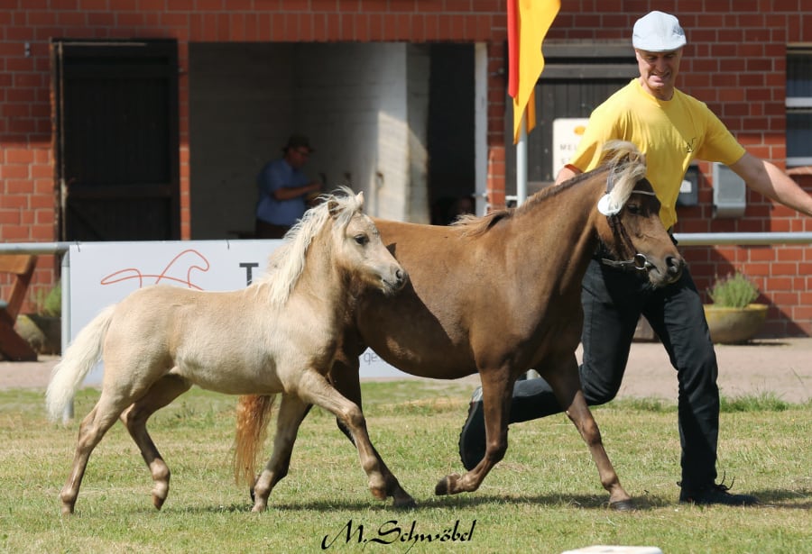 fohlenchampionat classic hf schwoebel