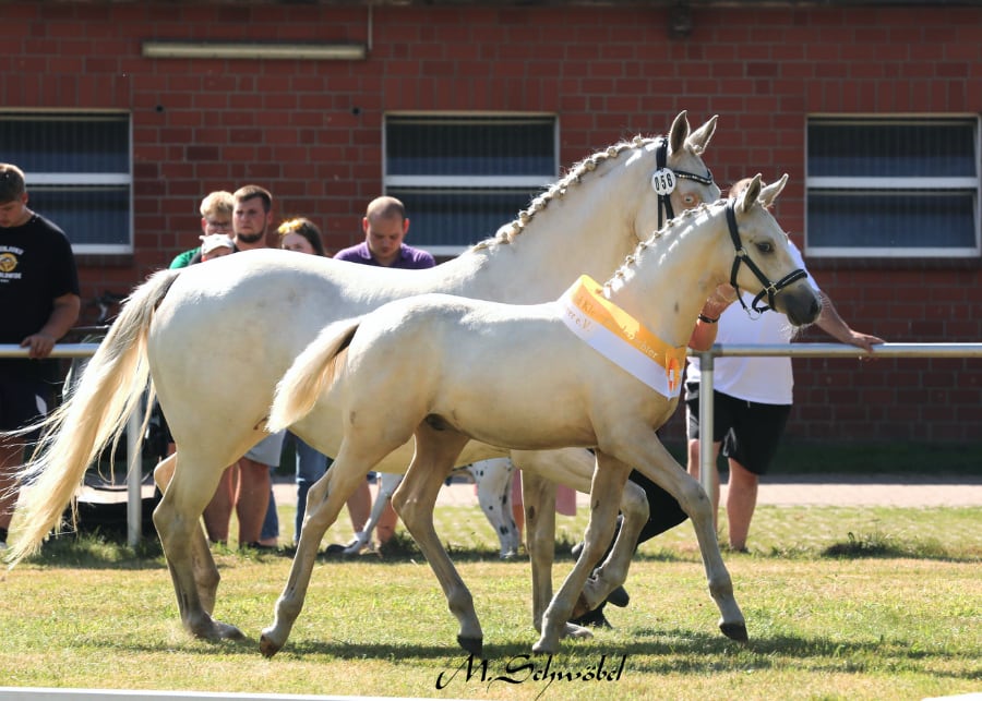 fohlenchampionat da vinci hf schwoebel