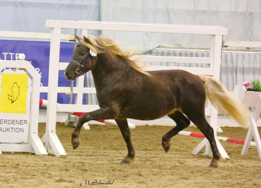 ponykoerung sieger classic