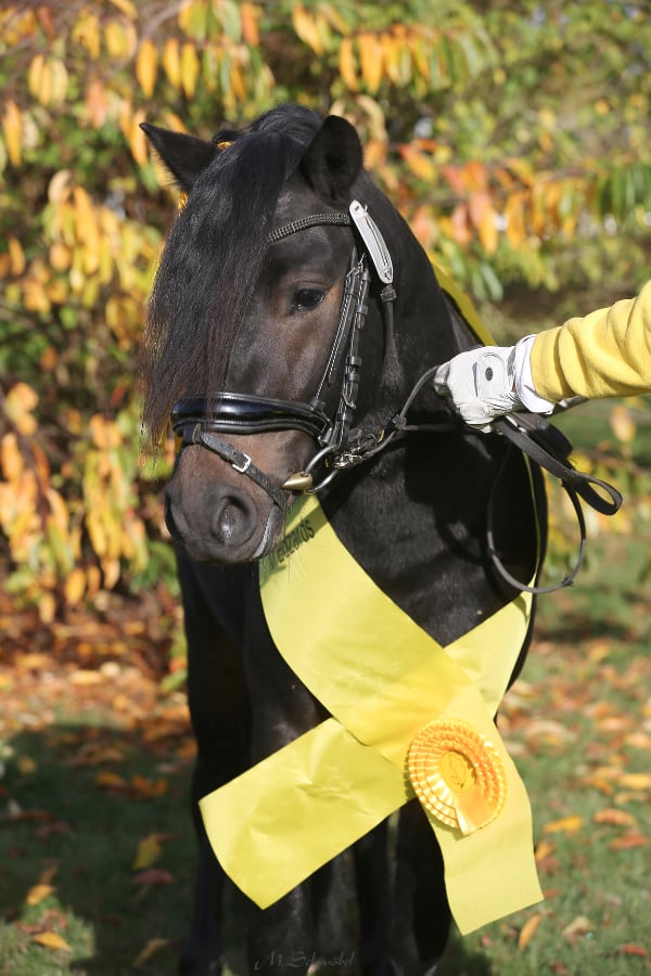 ponykoerung sieger dartmoor