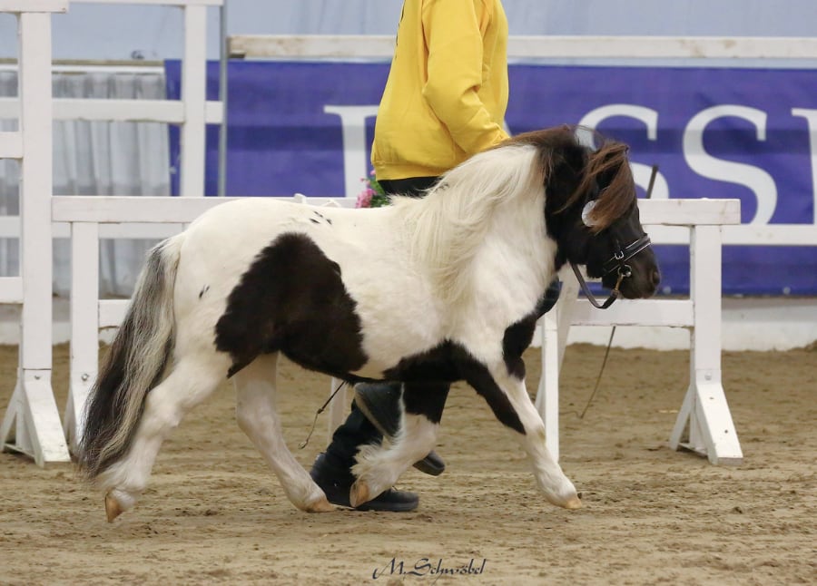 ponykoerung sieger mini