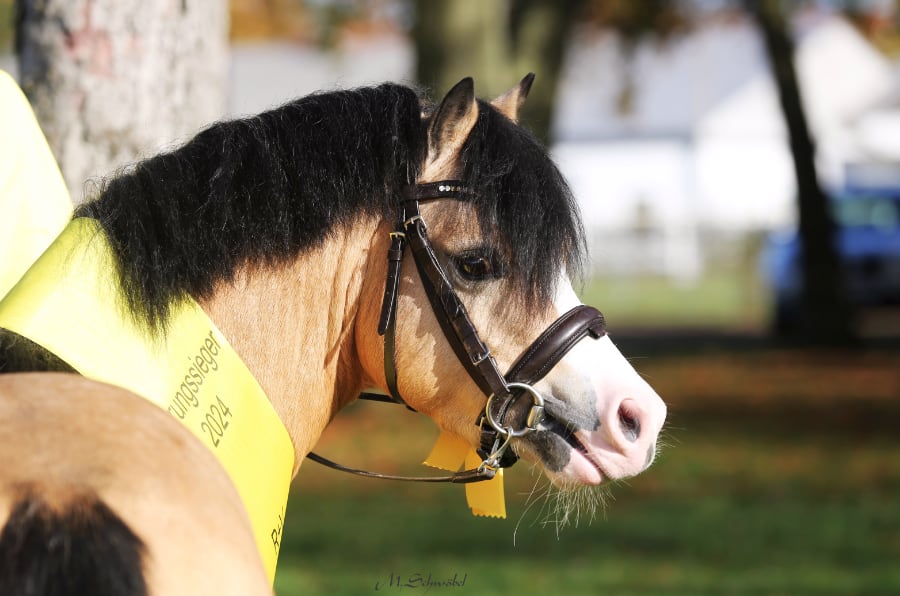 ponykoerung sieger welsh a