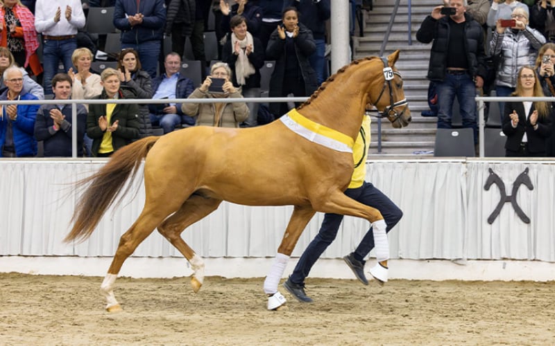 Hannoveraner Körung Donkey-Boss Hengstmarkt 2024